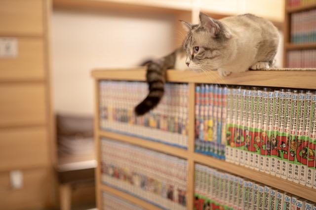 画像: 【関連記事その1】おすすめのキャンプマンガ4選!