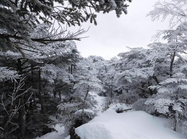 画像: 北横岳山頂に向かう登山道の風景 (筆者撮影)