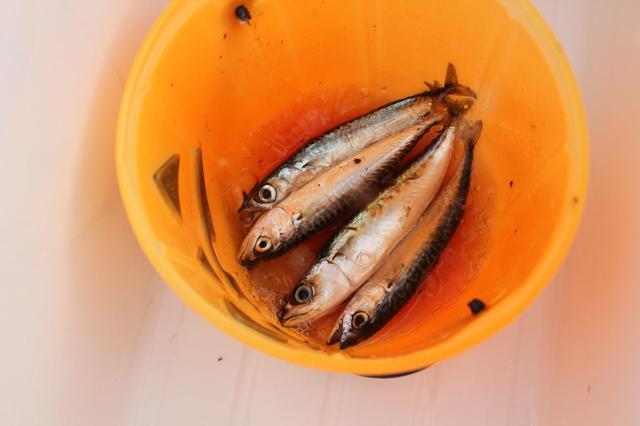画像: サビキ釣りでたくさん釣るためのポイント