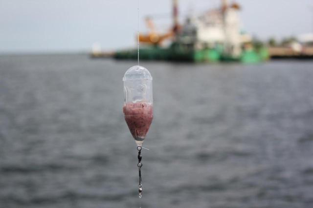 画像: 撒き餌カゴに「コマセ」を入れ水中にまき散らし魚を寄せ集めます (筆者撮影)