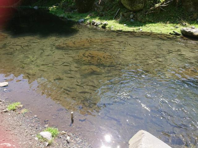 画像: 筆者撮影:魚影