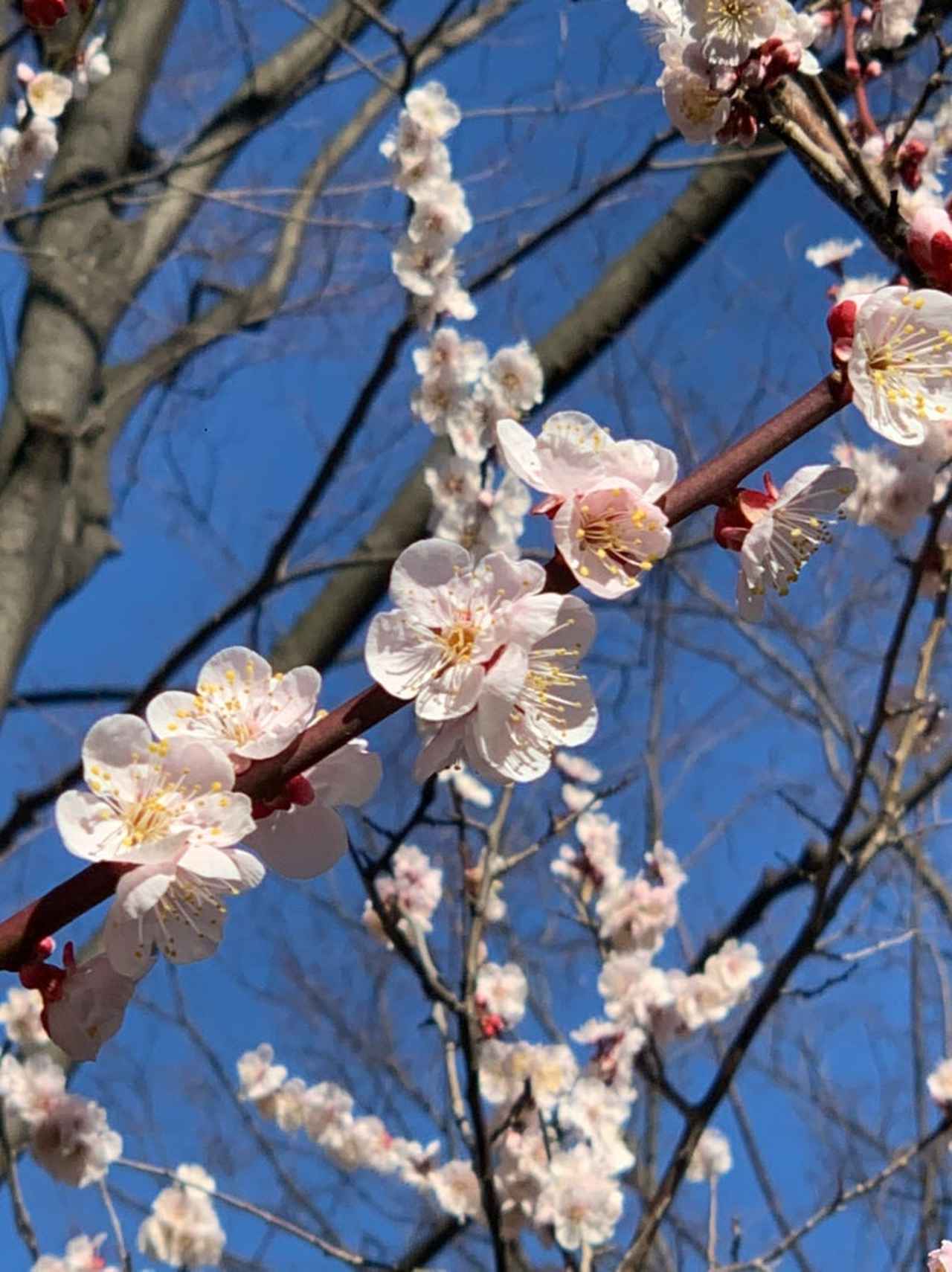 画像: Smalllest Bar 小野ちはるの冒険