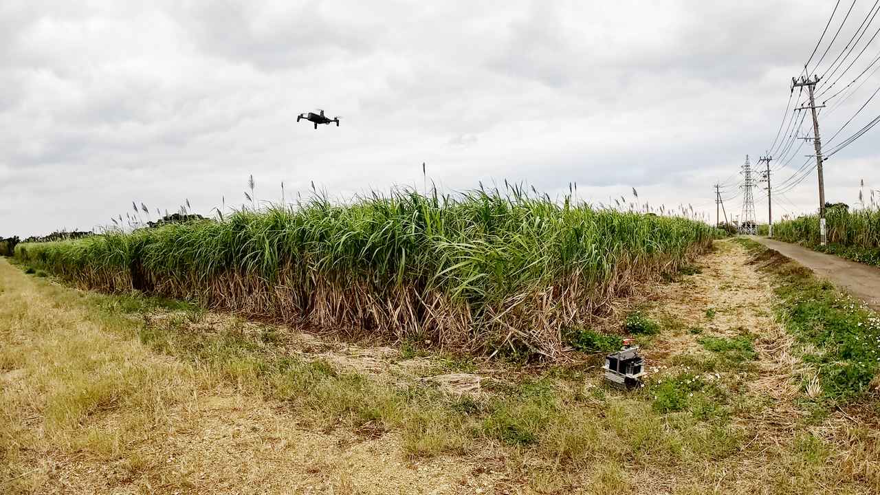 画像: 地面と上空の両方から、密集したサトウキビ畑を撮影