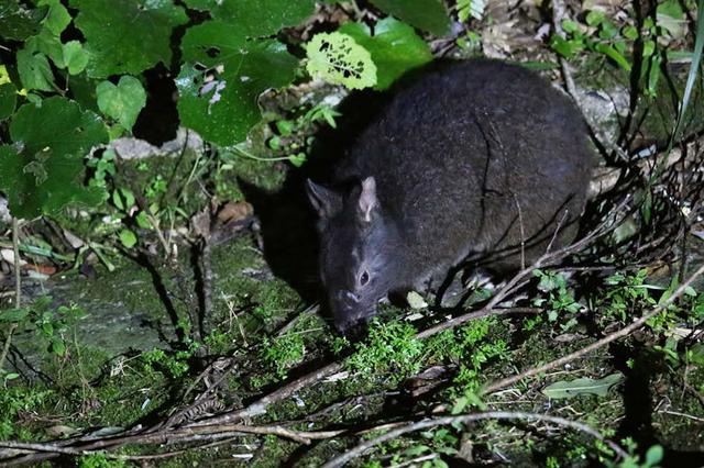画像: 奄美大島と近隣の徳之島にしか生息しないとされるアマミノクロウサギ