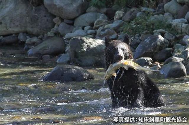 画像2: 知床は、流氷の海が育んだ独自の自然と生態系を持つ世界遺産