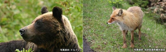 画像1: 山の野生動物に出会えるガイドツアーはウトロや羅臼で