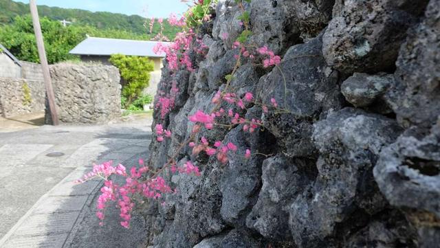 画像: 花良治集落の珊瑚の石垣に、鮮やかなピンク色のアサヒカズラが映える
