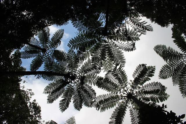 画像: 森のなかでは、大型シダ植物のヒカゲヘゴが空を覆う