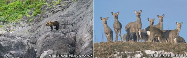 画像2: 山の野生動物に出会えるガイドツアーはウトロや羅臼で
