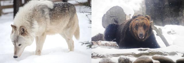 画像: 「札幌市円山動物園」で動物たちに癒される