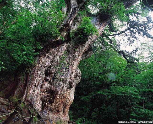 画像: 屋久杉が待つ場所へ。世界遺産の森を歩く
