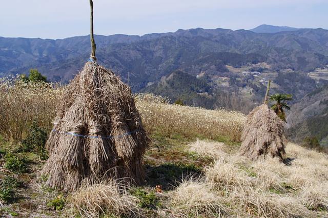 画像: 「コエグロ」で茅を干している様子 写真提供:PIXTA