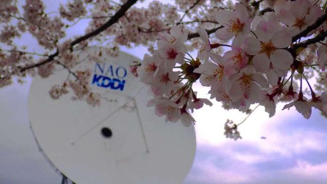 画像: 毎年4月上旬には、桜が見頃になる。ほか、ツツジや藤、サザンカなど四季折々の花や景色が楽しめる(写真提供:KDDI)