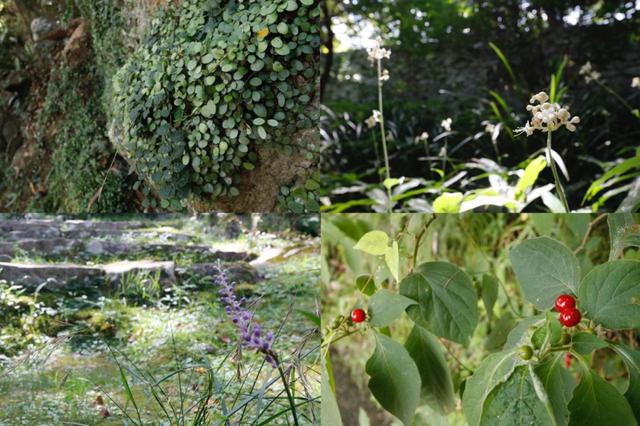 画像: 様々な植物を発見しながらの散策がおすすめ