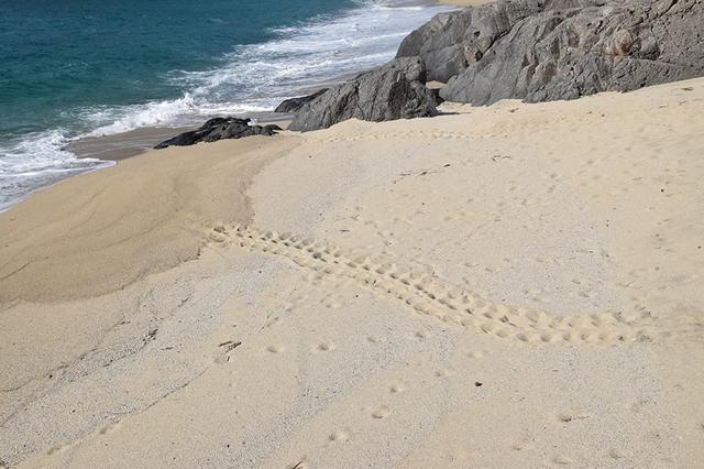 画像: 砂浜に残されたキャタピラーのようなウミガメの足跡は夏の風物詩