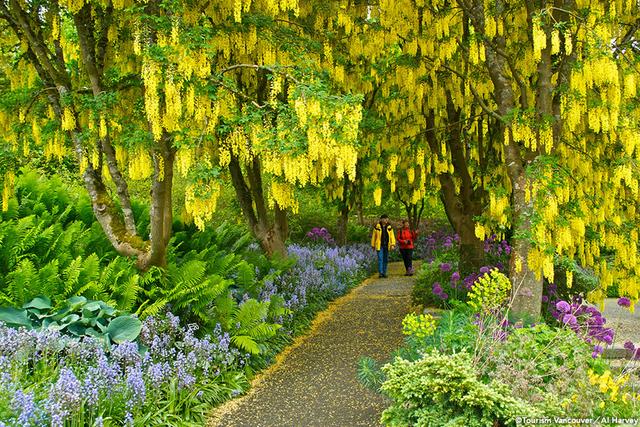 画像: バンデューセン植物園 キバナフジ