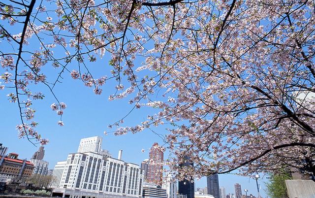画像1: 桜の花に彩られた春のニューヨークへ
