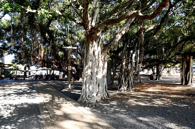 画像: 「バニヤンツリー広場(Lahaina Banyan Court)」