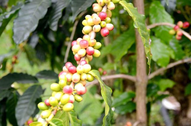 画像: 小さなフルーツのようなコーヒーの実。真っ赤に熟してから、ひとつずつ手で丁寧に収穫していく
