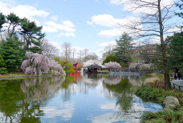 画像2: 桜の花に彩られた春のニューヨークへ