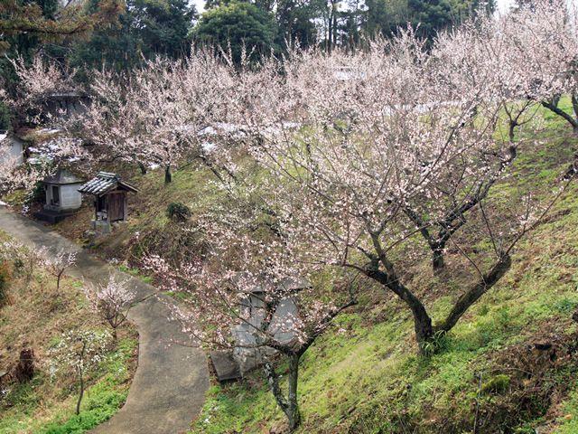 画像: 14:30 広田梅林ふれあい公園