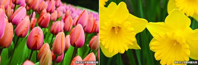 画像: およそ700万株の花々が咲くキューケンホフ公園へ