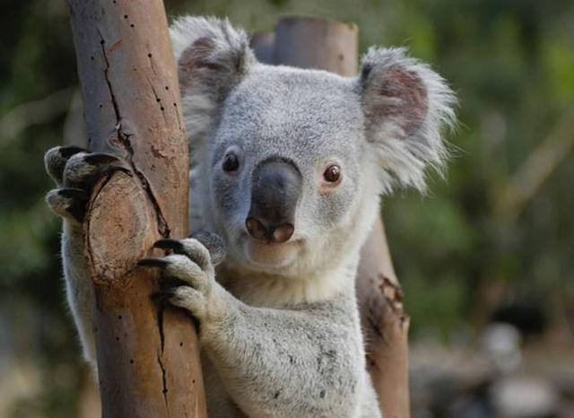 画像: Featherdale Wildlife Park(フェザーデールワイルドライフパーク)はシドニー市内で野生のコアラを見ることができる唯一の場所