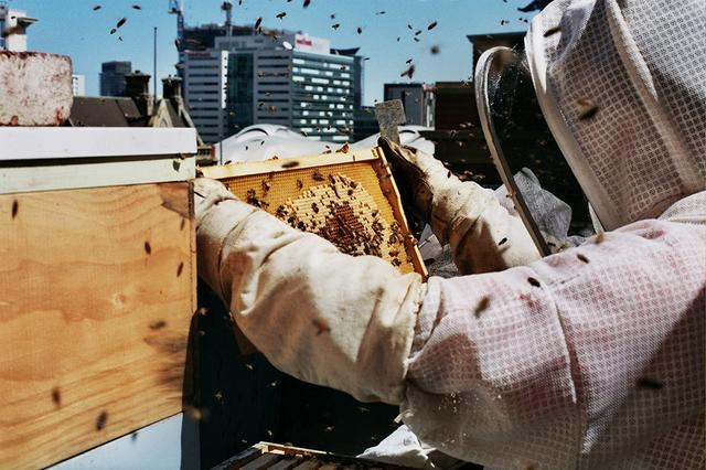 画像: 屋上で養蜂しながらハチミツを採取し、朝食に提供 © Alto Hotel on Bourke