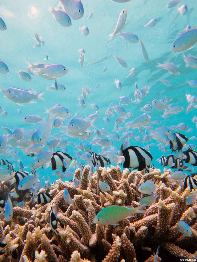 画像: 10:30 波が穏やかなタモン湾でシュノーケリング体験