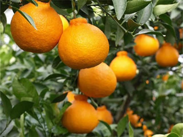 画像: 宇城市名産「不知火(デコポン)」