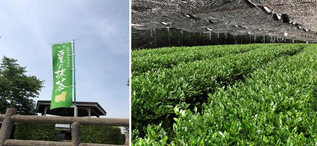 画像3: 日本一の抹茶のさとを巡る ~愛知県西尾市~