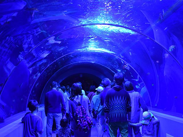 画像: 12:10 久慈地下水族科学館もぐらんぴあ