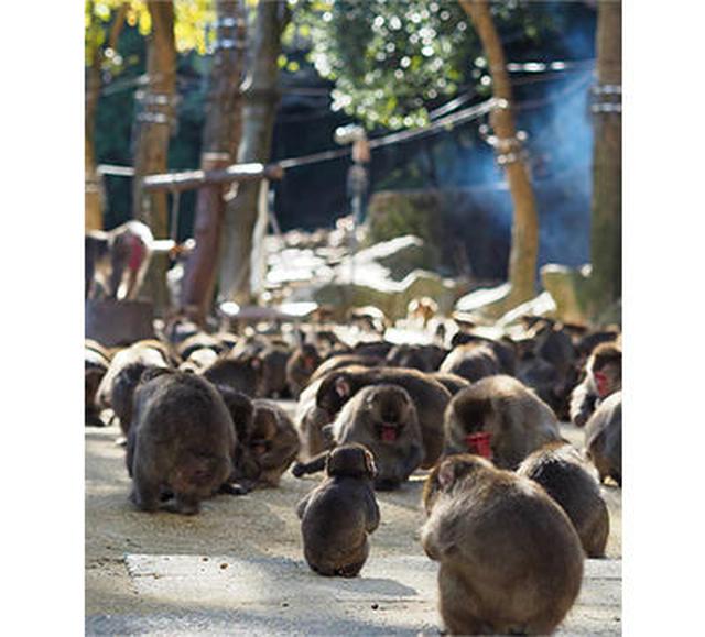 画像3: 温泉だけではない!大分の魅力をお伝えいたします。