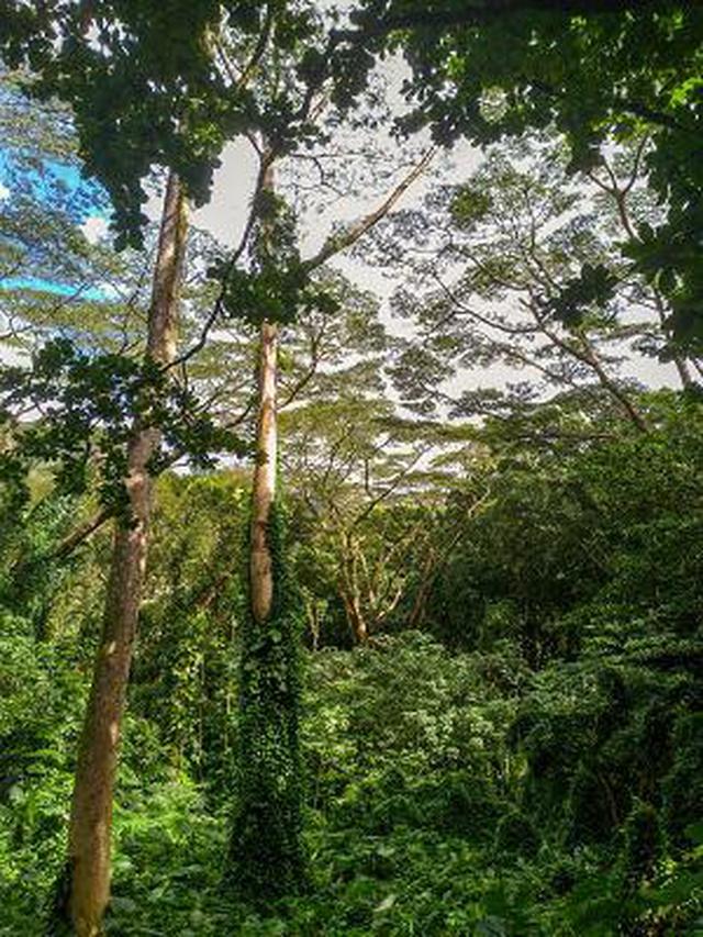 画像5: (ハワイ)現地スタッフが体験!~コオラウ山脈南東端の南側に広がる マノア・フォールズ~
