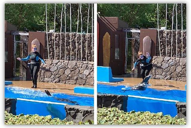 画像8: (ハワイ)現地スタッフが体験!~シーライフパーク ドルフィン・スイム・アドベンチャー~