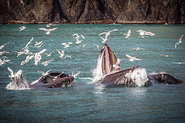 画像2: 機内からザトウクジラが見えるかも!?