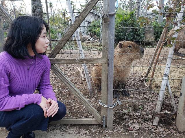 画像: カピバラの鳴き声は意外と高音で「キュルルル」という鳴き声もかわいい反則的な動物です。