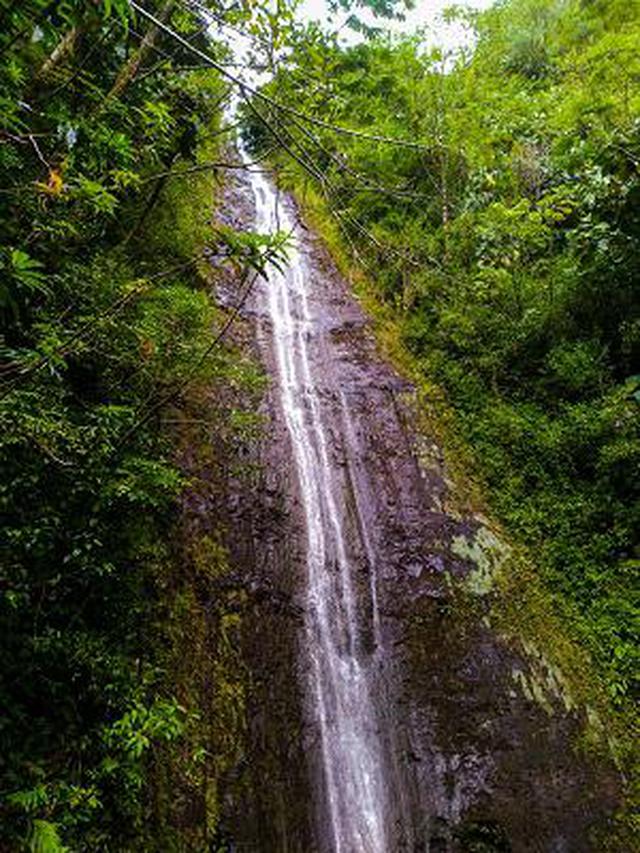 画像10: (ハワイ)現地スタッフが体験!~コオラウ山脈南東端の南側に広がる マノア・フォールズ~