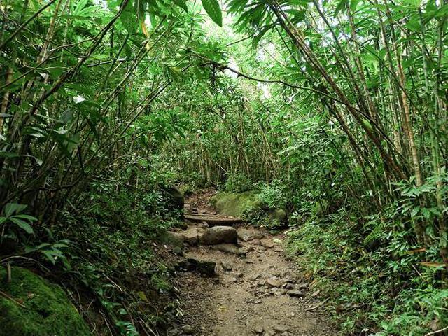 画像6: (ハワイ)現地スタッフが体験!~コオラウ山脈南東端の南側に広がる マノア・フォールズ~