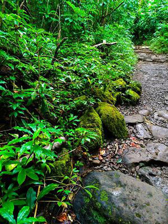 画像12: (ハワイ)現地スタッフが体験!~コオラウ山脈南東端の南側に広がる マノア・フォールズ~