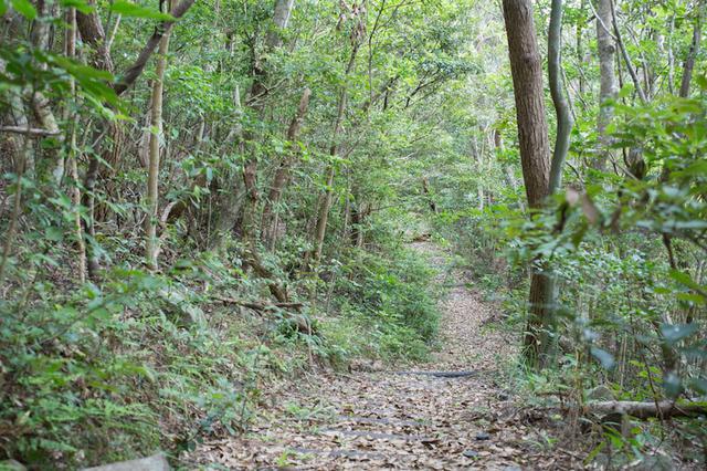 画像: ラムサール条約登録地、宇江城岳(うえぐすくだけ)の渓流と湿地