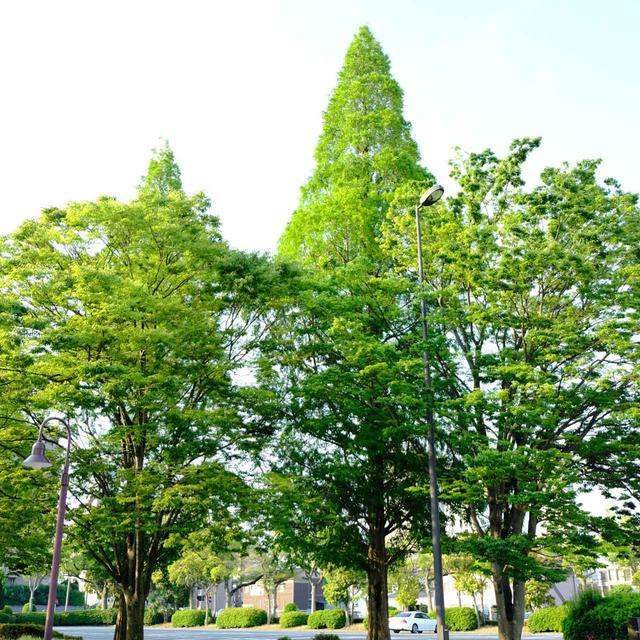画像: 記念会館前に植えられているのは「メタセコイア」の木。メタセコイアは長い年月をかけて炭化し、宇部の石炭となった木なのです。ここに植えられていることにとても意味があって象徴的です。