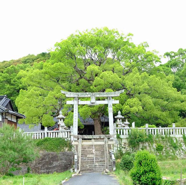 画像: 地元の鎮守様、岡崎八幡宮へ向かいます。少し小高くなった場所にあります。