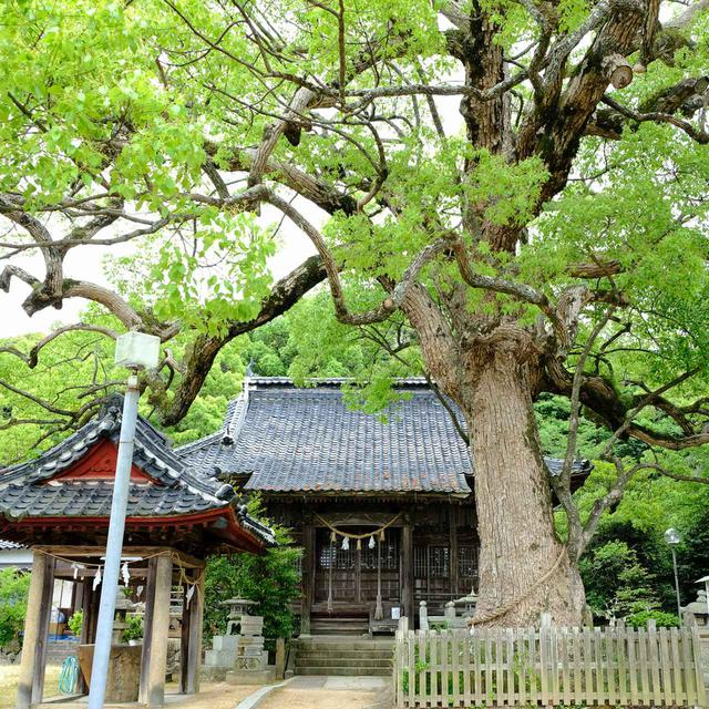 画像: バスを乗り継ぎ、宇部市北部地域を回ります。宇部市に編入する前このエリアは「厚狭郡楠町」でした。その地名の由来ともなった楠を観に行きます。