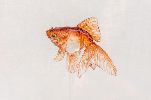 画像2: 江戸時代から続く日本の伝統工芸・飴細工作り