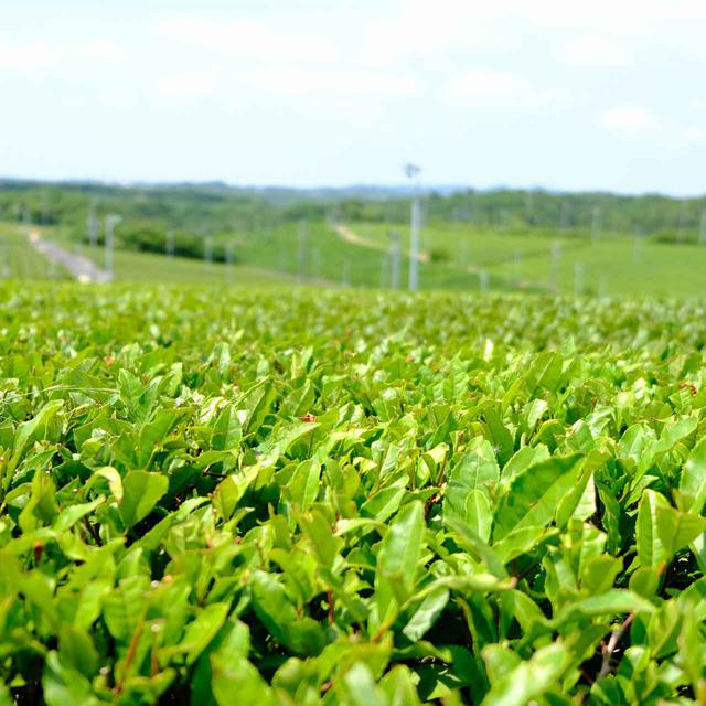 画像: 宇部市小野地区にある「藤河内茶園」は西日本最大の面積を持つ茶畑。5月の一番茶が刈り取られた畑では、2番茶の生育・刈り取りが始まっています。