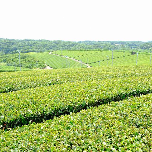 画像: 広大な茶園に圧倒されました…。山口にこんなところがあったなんて。360度の絶景でした。