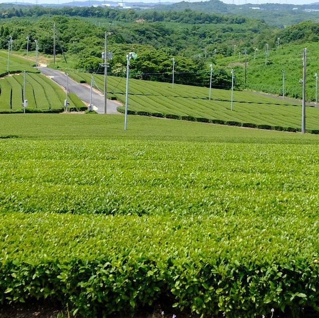 画像: 宇部はお茶。そんな話を耳にして、この旅の中でお茶の街=宇部を実際に体験しに出かけます。朝から快晴で嬉しい~。