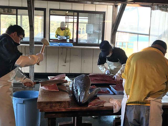 画像6: 鷹島の「とらふぐ」と「くろまぐろ」