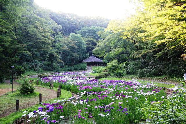 画像1: 昭憲皇太后のために造られた菖蒲田